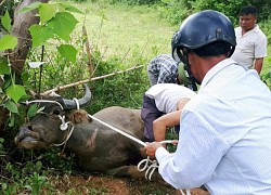 Người phụ nữ bị trâu húc văng xuống bờ đê: Chủ trâu có phải chịu trách nhiệm?