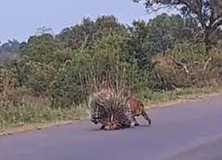 Video: Báo hoa mai nhận kết ê chề khi tấn công gia đình nhím