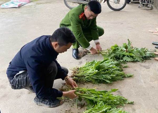 Phát hiện nhiều điểm trồng cây chứa chất ma túy