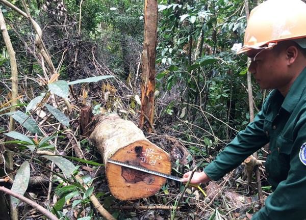 Quảng Nam chỉ đạo xử lý nghiêm vụ phá rừng phòng hộ Đông Giang