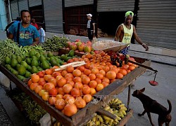 Cuba tăng cường quan hệ với FAO và thúc đẩy bảo đảm chủ quyền lương thực