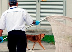 New Zealand ghi nhận ca đầu tiên tử vong vì bệnh dại