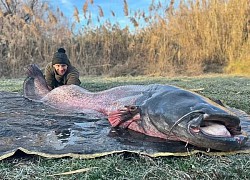 Đi câu cá chép, không ngờ bắt được "thủy quái" da trơn khổng lồ nặng hơn 100kg