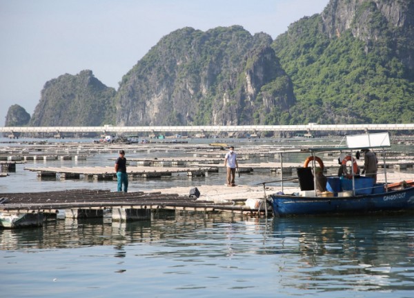 Chủ tịch phường "bảo kê" cho các hành vi xâm phạm vịnh Bái Tử Long