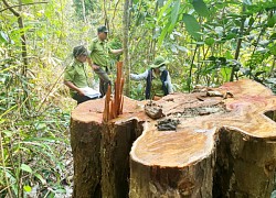 Công an vào cuộc điều tra vụ phá rừng phòng hộ Vân Canh