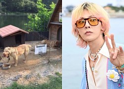 Sau 3 năm, nghi vấn G-Dragon ngược đãi thú cưng đã được làm sáng tỏ