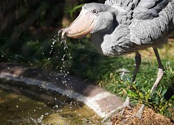 Cò Shoebill: Nhìn xấu xí nhưng lại ăn thịt được cả linh dương và cá sấu