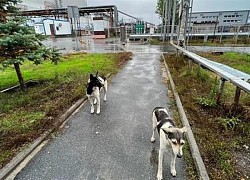 Đi tìm lời giải sự sống của đàn chó hoang ở vùng đất 'chết' Chernobyl