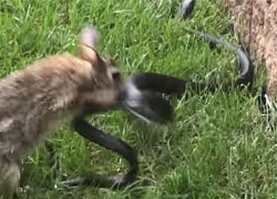 Clip: Thỏ mẹ dũng cảm biến buổi đi săn &#8220;hoàn hảo&#8221; của rắn đen khổng lồ thành thảm họa