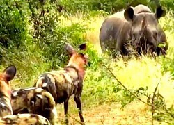 Clip: Loài động vật có tỷ lệ săn mồi cao nhất châu Phi bị tê giác đen lùa 'như vịt'