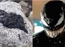 Hóa ra 'Venom symbiote' của Trái Đất chỉ là một loài giun