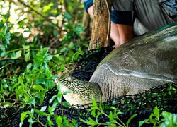 Hà Nội làm rõ nguyên nhân rùa quý hiếm nhất thế giới chết ở hồ Đồng Mô