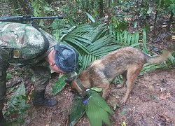 Bốn trẻ em sống sót kỳ diệu hơn 2 tuần sau khi máy bay rơi ở Colombia