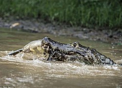 Cá mải tung hứng săn mồi bị cá sấu đớp gọn