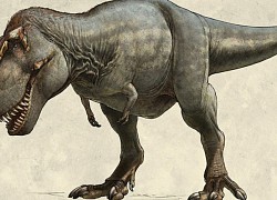 Hai chân trước có kích thước tí hon của khủng long Tyrannosaurus rex có tác dụng gì?