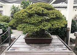 Ngắm cây bonsai gần 400 tuổi vượt qua vụ đánh bom Hiroshima