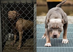 Vụ Pitbull tấn công khiến mẹ già 82 tuổi qua đời, hình phạt nào dành cho 2 người con ruột?