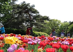 Lễ hội hoa tulip Canada - Biểu tượng của tình hữu nghị và hòa bình quốc tế