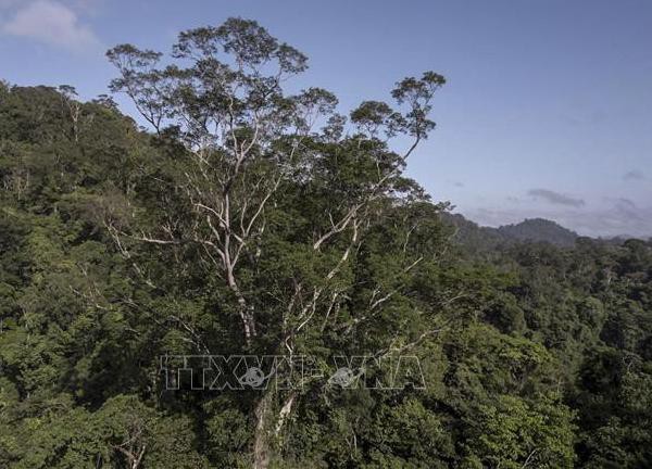 Brazil lựa chọn thành phố ven rừng Amazon là nơi đăng cai COP30