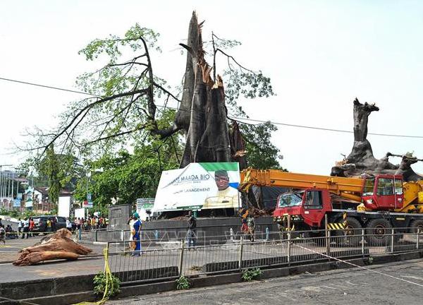 Cây cổ thụ mang tính biểu tượng hàng thế kỷ của Sierra Leone bị đổ