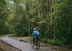 Vườn quốc gia Nam Cát Tiên đang xuất hiện cảnh quan gì mà người TP.HCM kéo nhau xuống Đồng Nai cho bằng được?