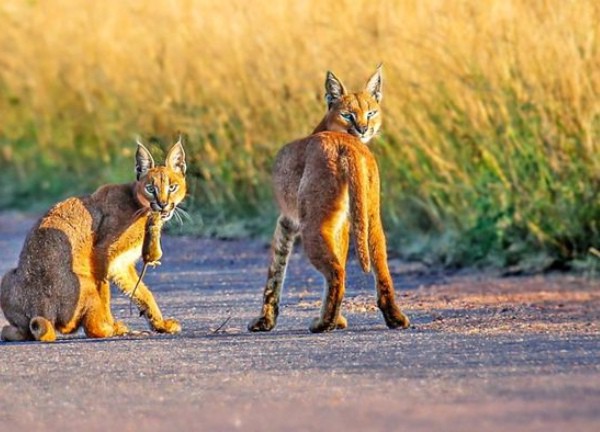 Bài học huấn luyện con khéo léo của mèo Caracal