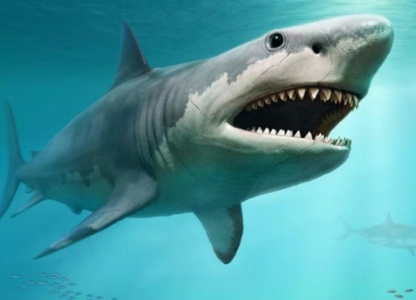 Cá mập khổng lồ megalodon là loài máu nóng