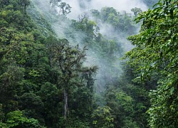 'Rừng mây' Monteverde ở Costa Rica lâm nguy