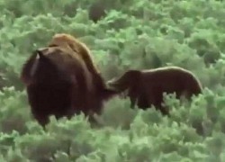 Clip: Bò rừng bison bất lực nhìn gấu ăn thịt con