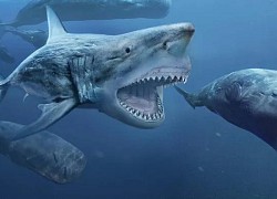 Điều gì sẽ xảy ra nếu cá mập Megalodon chiến đấu với loài trăn khổng lồ Titanoboa?