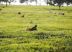 Nông dân thu hoạch chè ở Bangladesh chật vật với nắng nóng