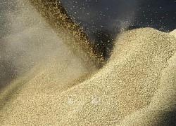 Nhật Bản tăng mạnh nhập khẩu một số hàng hóa Nga