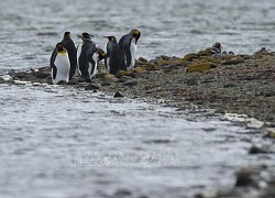 Argentina nêu vấn đề Quần đảo Malvinas/Falklands tại LHQ