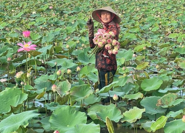 Chàng kỹ sư miền Tây thuyết phục bố mẹ trồng sen, mỗi ngày kiếm tiền triệu