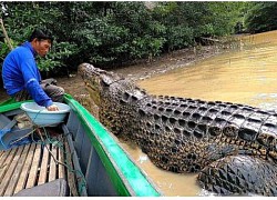 Người đàn ông Indonesia làm bạn với con cá sấu dài 4 mét suốt 26 năm