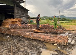 Lâm Đồng: Khởi tố 4 bị can cưa hạ rừng trái phép