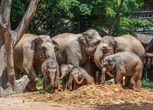 Voi không có kẻ thù tự nhiên và không bị ung thư, tại sao không có con nào có thể sống đến lúc chết già tự nhiên?