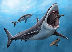 Nóng: Bí ẩn lớn nhất của siêu cá mập Megalodon sáng tỏ - Hiểu lầm được gỡ bỏ!