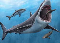 Tìm ra manh mối mới giải thích lý do siêu cá mập sát thủ Megalodon tuyệt chủng