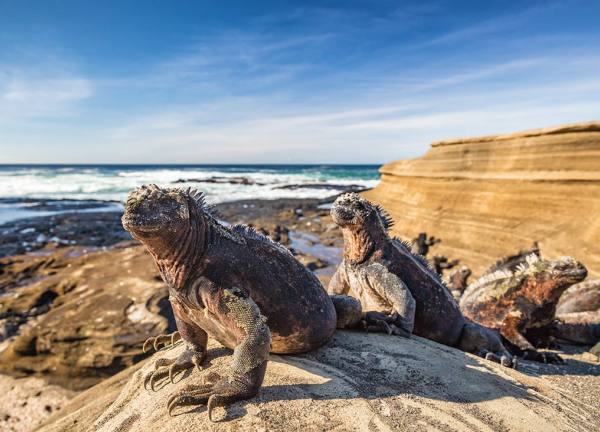 El Nino ảnh hưởng nghiêm trọng đến loài cự đà biển ở quần đảo Galapagos