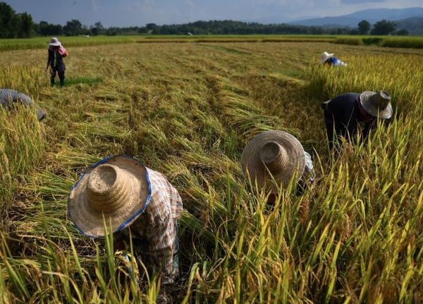 El Nino đang đe doạ vụ mùa lúa gạo trên khắp châu Á