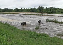 Ngủ say quá, cặp trâu rừng suýt bị nước lũ cuốn trôi theo dòng nước