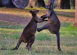 Con người sẽ sớm được cấy &#039;gân&#039; của kangaroo để phục hồi những chần thương vùng đầu gối