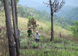 Lâm Đồng: Khởi tố nguyên Trưởng phòng tài nguyên H.Bảo Lâm