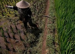 Indonesia dành riêng 500.000 ha đất trồng lúa, ứng phó hạn hán do El Nino