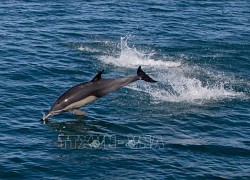 Cảnh báo nguy cơ tuyệt chủng loài cá heo vaquita