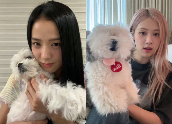 Jisoo và Rosé (BLACKPINK) kéo nhau livestream, ai dè khiến YG dính ngay tranh cãi