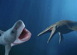 Kẻ thắng trận chiến giữa cá mập Megalodon và thằn lằn Mosasaurus?