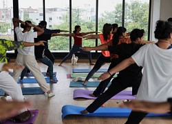 Thú vị lớp học yoga cùng những chú mèo ở Ấn Độ