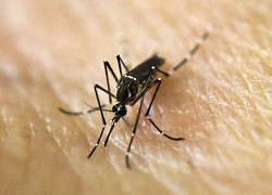 Israel phát hiện muỗi mang virus 'Tây sông Nile'